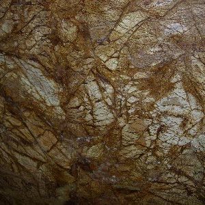 Rainforest Brown